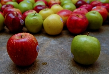 apples pictured usda (640x435) (2) (400x272) (350x238).jpg